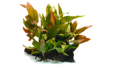 Папоротник Таиландский Санрайз, шт